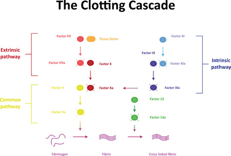 The Clotting Cascadeの写真素材