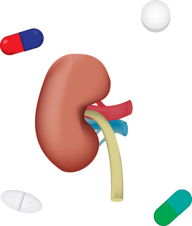 Drugs and the Kidneyの写真素材