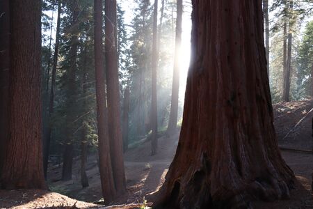 Sunlight shining through sequoia treesの写真素材