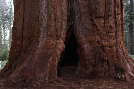 A massive sequoia tree, California USAの写真素材