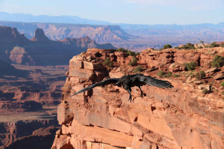 Bird Flying in Canyonの写真素材
