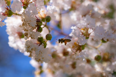 Bee Hovering around flowersの写真素材