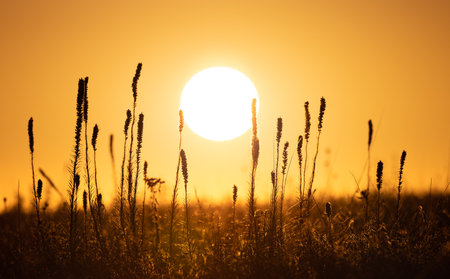 Morning Sunrise over a prairieの写真素材