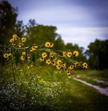 Sunflowers next to a back roadの写真素材