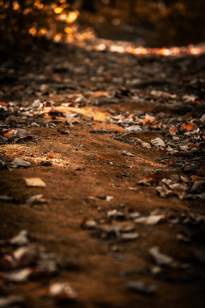 Leaves on a mossy pathの写真素材