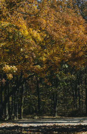 Fall colors in Arkansasの写真素材