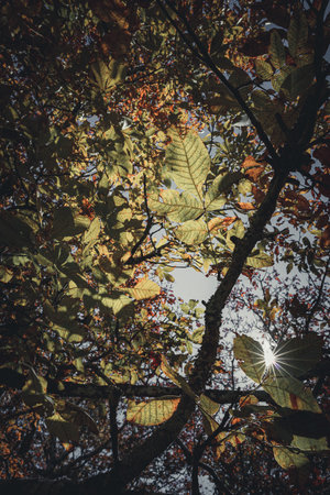 Sunshining through the leavesの写真素材