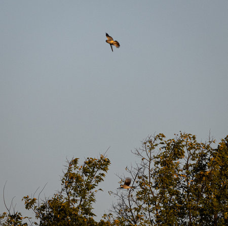 American Kestral fighting Blue Jayの写真素材