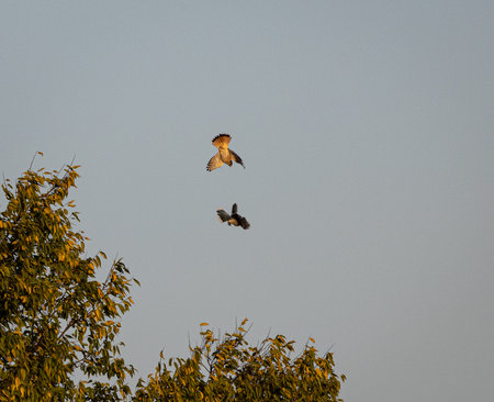 American Kestral fighting Blue Jayの写真素材