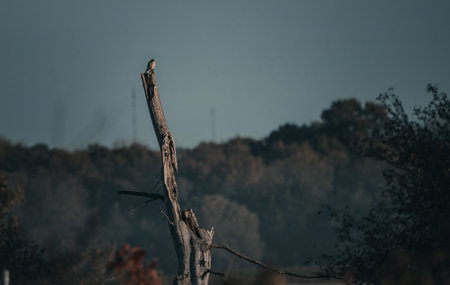 American Kestral on a dead treeの写真素材