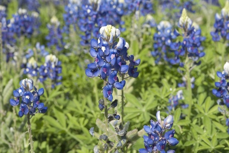 This is a  close up of a blebonnet in a wild field in Texas.の写真素材