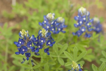 This is a bunch of bluebonnet in a field.の写真素材