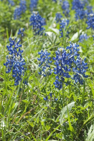 This is a close-up of national Texas flower, bluebonnet.の写真素材