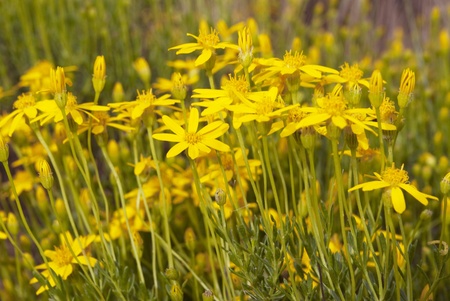 This is a bunch of small yellow wildflower.の写真素材