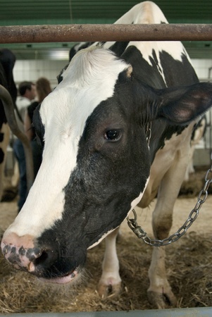 This is a head shot of a cow eating hay in a barn.