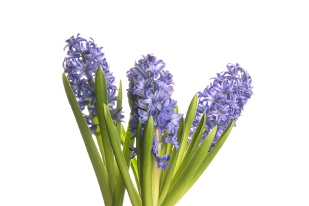 This is three purple hyacnth on a orange pot over a white background.の写真素材