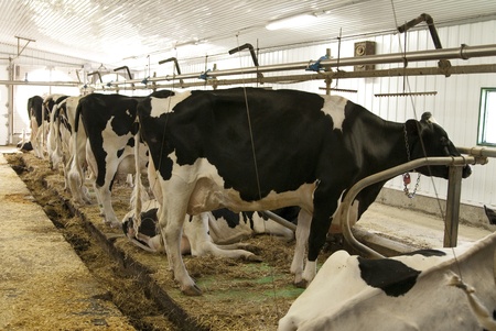 This is a row of cows in a barn ready to produce milk.の写真素材