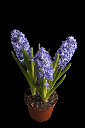 This is three purple hyacinthus orientalis on a orange pot over a black background.の写真素材