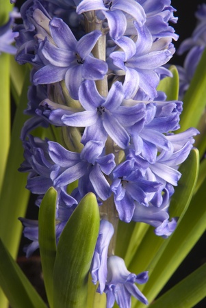 This is a close-up of three purple hyacinth over a black background.の写真素材