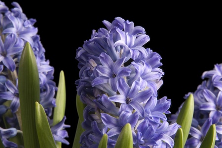 This is a close-up of three purple hyacinth over a black background.の写真素材