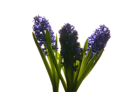 This is three purple hyacinth backlite over a white background.の写真素材
