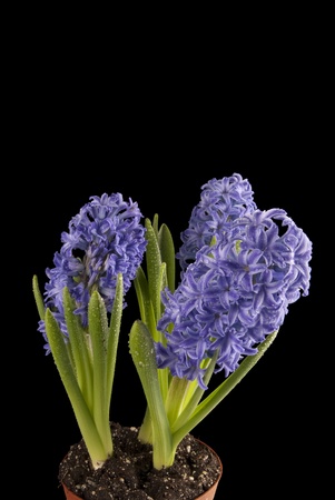 Three purple hyacinth with drops over a black background.の写真素材