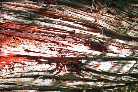This is a close-up of a manipulate textured trunk background.の写真素材