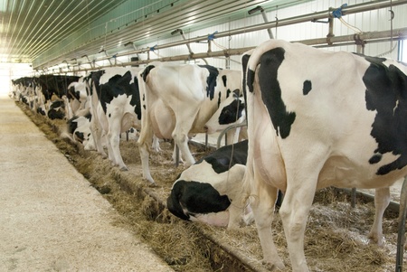 This is row of cow in a barn ready to produce milk.の写真素材