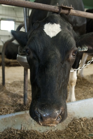 This is a head shot of a cow eating hay in a barn.の写真素材