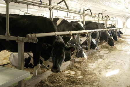 this is a row of cows eating hay in a barn.の写真素材