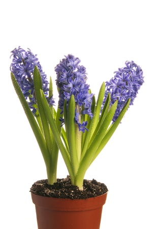 This is three purple hyacinth isolated over a white background.の写真素材