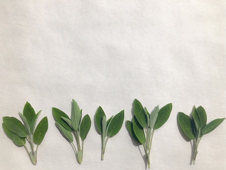 Culinary sage, Salvia officinalis.  Freshly picked leaves isolated on a white background with copy spaceの写真素材