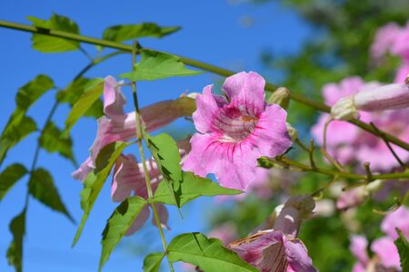 Pink trumpet flower, Bignonia rosado, also known as Podranea ricasoliana.  Flowers and buds on the...