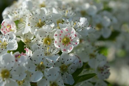 White flowers of Common Hawthorn, also known as Crataegus monogynaの写真素材