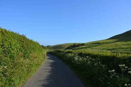 Country lane with spring wildflowers, between Oborne and Poyntington, Sherborne, Dorset, England