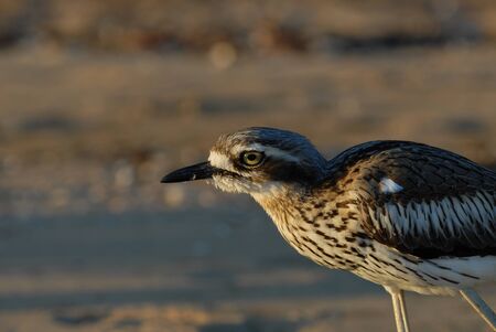 Bush Stone-curlew,  Burhinus grallarius,  on the beach at West Point, Magnetic Island, Queensland, Australiaの写真素材