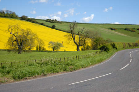 Rural road, through agricultural landscape with field of  rapeseed, Brassica napus, in flower
