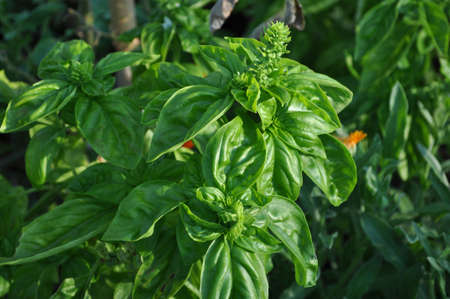 Basil, also known as Ocimum basilicum, growing outdoors in a herb garden