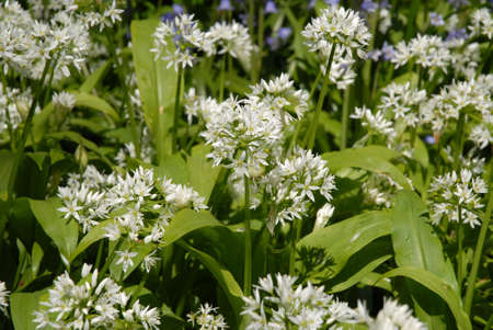 Wild garlic  also known as Allium ursinum or ramsoms, flowering in woodland the spring, Dorset, UK