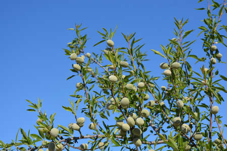 Almonds on tree against blue skyの写真素材