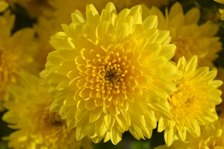 Perfect yellow chrysanthemumsの写真素材