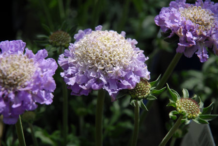 Beautiful white and purple flowers, Scabious Butterfly Blueの写真素材