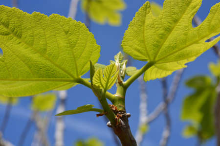 Fresh green leaves on a fig tree, Ficus carica, new growth in Spring