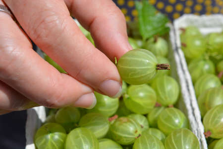 Woman's hand, putting a freshly picked organic gooseberry into a punnetの写真素材
