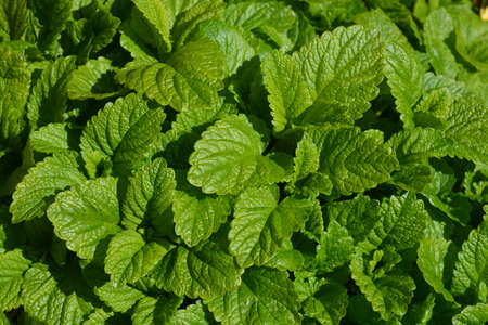 Fresh green leaves of Lemon Balm, also known as Melissa officinalis, a lemon scented herb