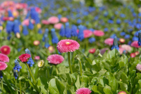 Flowerbed in Spring, selective focus on common English daisy, bellis perennis with daisies and Muscari aucheri, Blue Magicの写真素材