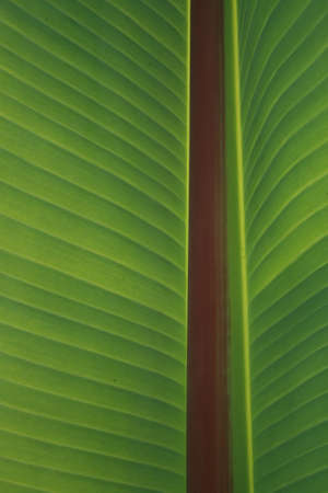 close-up of banan tree leaf with backlightの写真素材