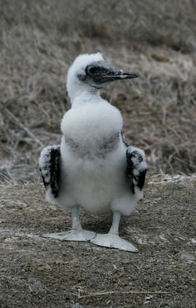 Blue-footed booby chicken at Isla de la Plata, Ecuadorの写真素材