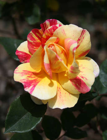 Close-up of a yellow-pink rose の写真素材