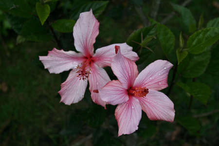 Close-up of two pink hibiscus flowersの写真素材
